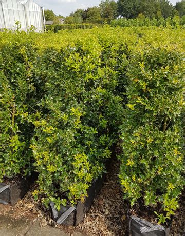 Holly Instant Hedge 1m Long (40 Litres) | Hedging UK