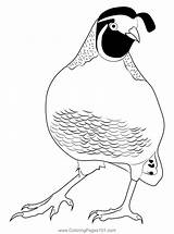 Quail Bird 1 Coloring Page For Kids  Free Quails Printable sketch template