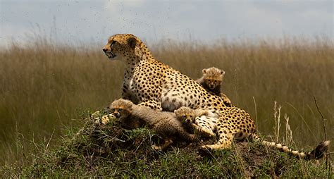 File:Cheetah with cubs.jpg - Wikimedia Commons