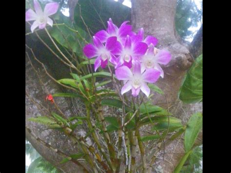 Epiphyte and woody plant | Orchids, Commensalism, Epiphyte