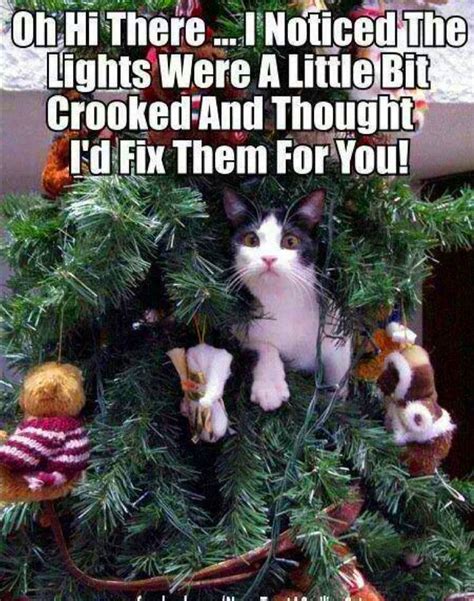 Cat in christmas tree - meme | Christmas cat memes, Pet holiday, Cat ...