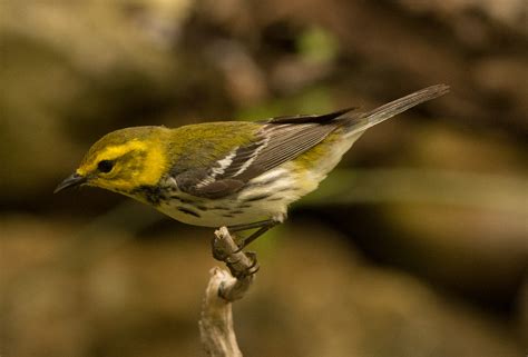 Birds of Central Texas – 4 | Wings Over Skagit