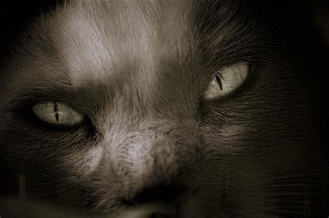 scary cat | Playing with Adobe Lightroom 3 Beta... I applied… | Flickr