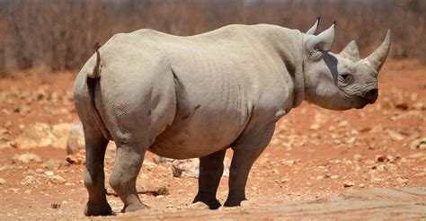 MTN, IBM partner to combat rhino poaching - TechCentral