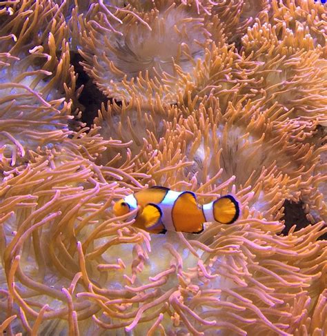 Clownfish nestled in sea anemone - Photo by CS Lent | Tulsa zoo, Clown ...