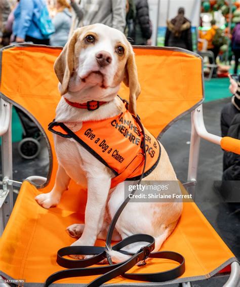 Daisy the Beagle of Manchester Dogs Home attends the Crufts Dog Show ...