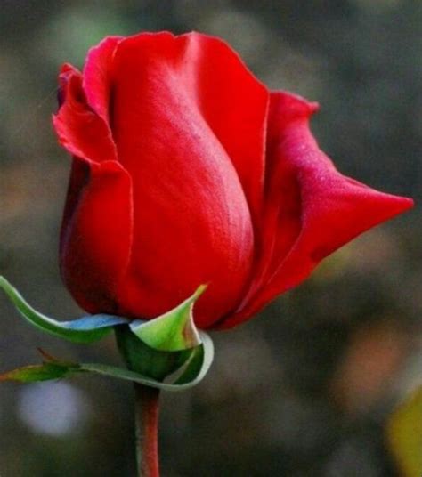 Ângela🇧🇷 on Twitter | Beautiful rose flowers, Beautiful roses, Rose buds