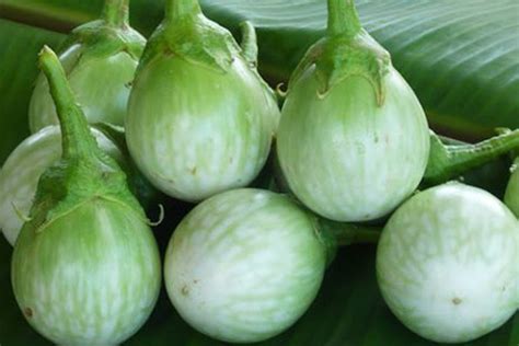 Green brinjal - Vegetable - The Ingredient in Thai food