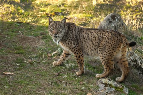 Iberian Lynx, Alhambra and Raptor Bonanza - 7 Wonders Birding Tours