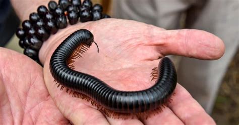 Giant African Millipede: The Pros and Cons of this Exotic Pet - IMP WORLD