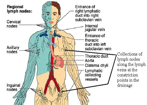 Fungsi Sistem Limfatik Bagi Manusia dan Penjelasannya Secara rinci - Biologi Edukasi: Belajar ...