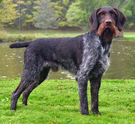 German Wirehaired Pointer | Origin: Germany | Hunting dogs, German ...