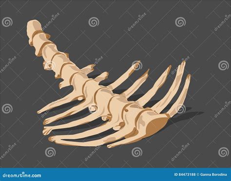 Animal spine bones stock illustration. Illustration of bull - 84473188