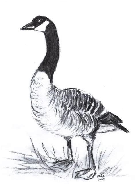 Canadian Goose by *Arabidopsis on deviantART | Canadian goose, Goose tattoo, Goose drawing