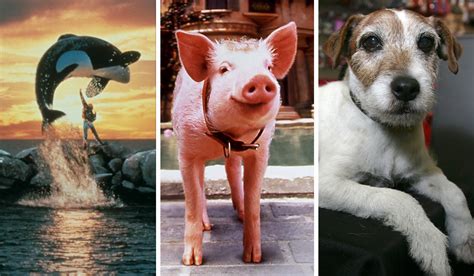 What Happened To These Famous Movie Animals?