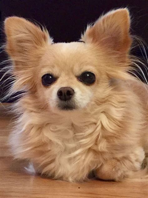 Beautiful CHARM ️long haired chihuahua | Chihuahua puppies, Cute chihuahua, Chihuahua dogs