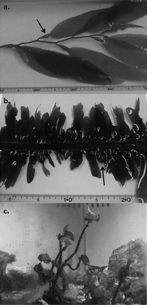 Pictures of (a) Macrocystis pyrifera, (b) Egregia menziessi, and (c ...