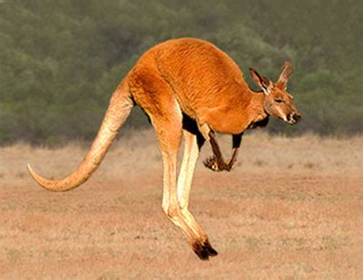 How Did The Kangaroo Get Its Name?