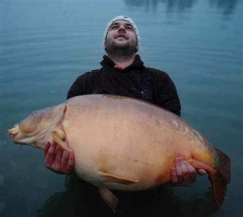 One more of the world record 51,200kg | Carp fishing, Cool fish, Koi carp