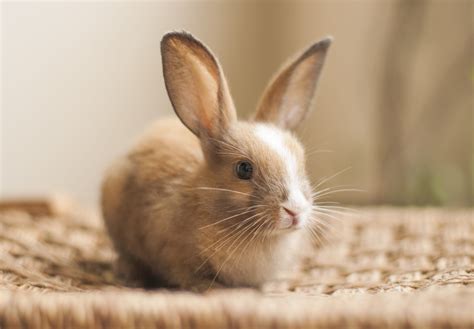 Beginner’s Guide to Pet Rabbit Care - VetCare Pet Hospital