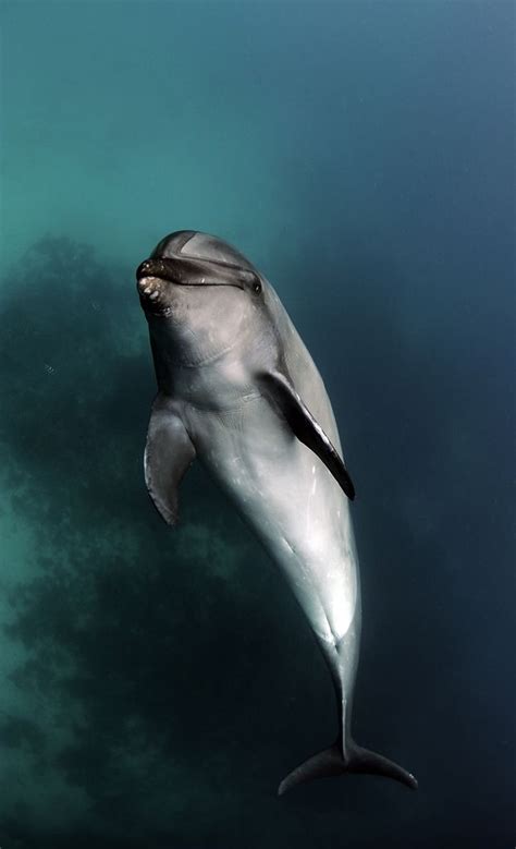 Bottle Nose Dolphin by Daniel Botelho | Dolphins, Animals, Sea animals