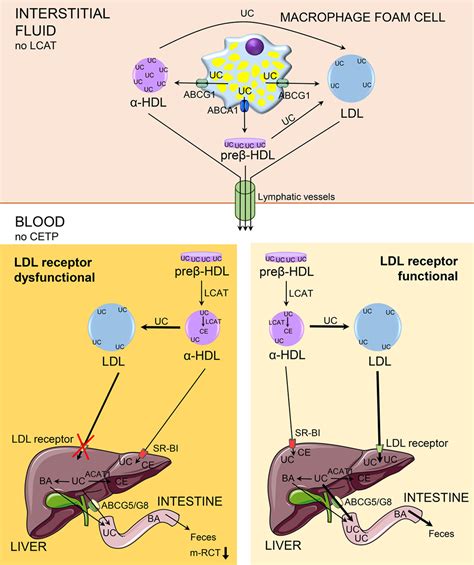 LDL Receptor Regulates the Reverse Transport of Macrophage-Derived ...