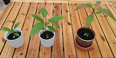 How to grow avocado trees from seed (3 easy methods) - Nordic Lavender ...