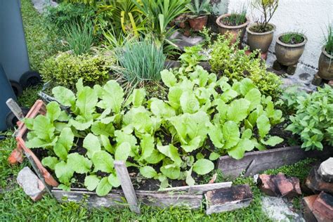 Healthy Organic Vegetable Farming at Home Small Garden Stock Image ...