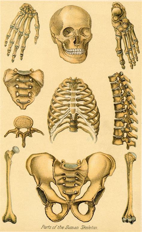 View source image Anatomy Drawing, Anatomy Art, Human Anatomy, Face Drawing, Skeleton Drawings ...