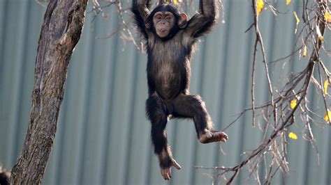 Dallas Zoo's Young Chimp Makes Impressive Tree Climb - YouTube