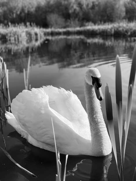 Premium Photo | Black and white monochrome swan on a lake