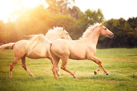 10 Most Popular Horse Breeds and Types of Horses