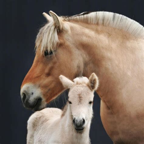 Norwegian Fjord (Fjord horse) is one of the world's oldest and purest breeds. Horse were known ...