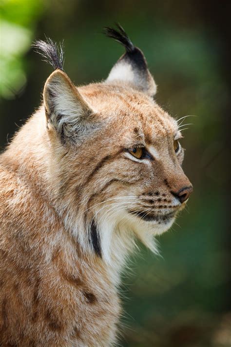 Lynx Eurasischer - Free photo on Pixabay - Pixabay