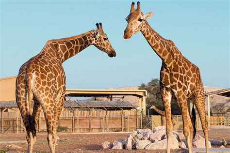 Full guide to incredible Al Ain Zoo: UAE attractions 2022