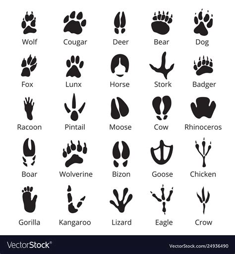 Wild animals traces black icon set with names Vector Image