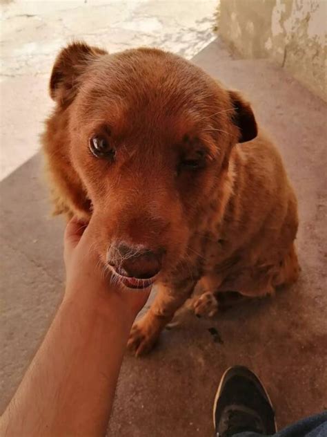 Meet Bobi, The Oldest Living Dog In The World