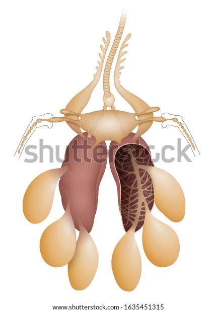 Respiratory System Bird Air Sacs Lungs Stock Illustration 1635451315 ...