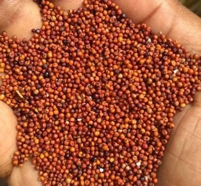 Brown Small Size Ragi Millet at Best Price in Vizianagaram | Kamaljis Enterprises