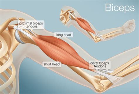 Muscular Forearms Workout