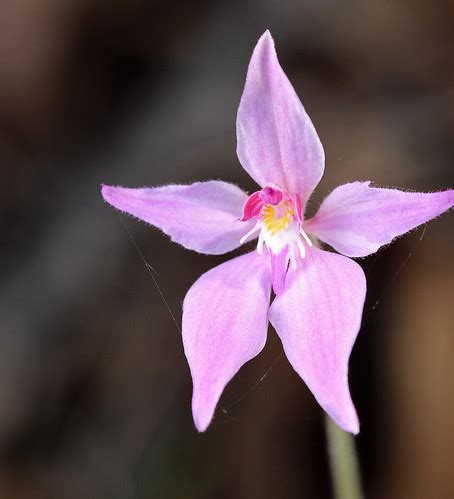 Pink Fairy Orchid | Pink Fairy Orchid (Caladenia latifolia).… | Flickr