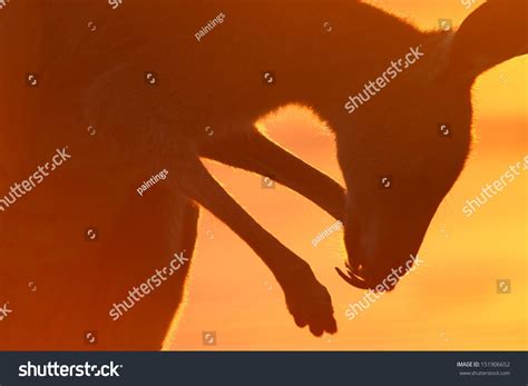 Rare Sight Eastern Grey Kangaroo On Stock Photo 151906652 | Shutterstock