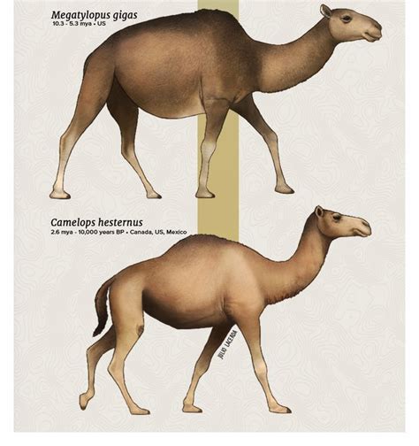 Evolution Series: A Caravan of CamelsWhen thinking of camels, images of hot deserts from the ...