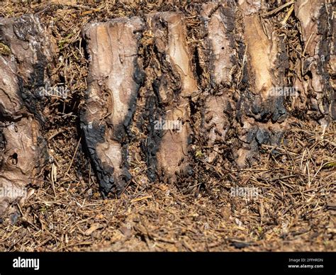 Wood Ants on a a Nest Stock Photo - Alamy