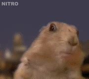 [Image - 1405] | Dramatic Chipmunk | Know Your Meme