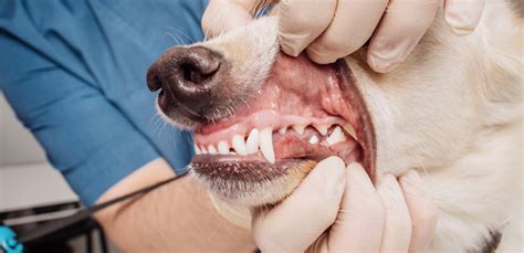 Dog Teeth Chattering: Causes and What To Do? | My Pet Needs That