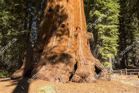 Giant Redwood Sequoia Sequoiadendron Giganteum Sequoia Editorial Stock ...