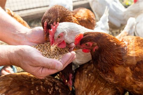 Feed prices on the rise, can alternative feed materials be used for chicken diets? - Laying Hens