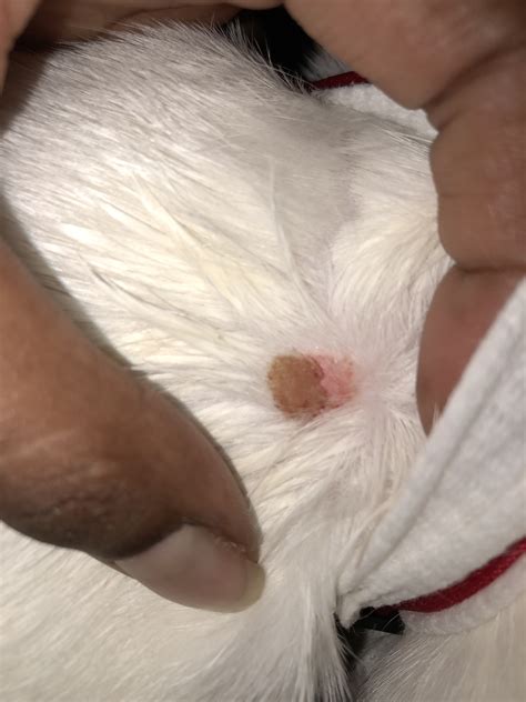 Sudden Scab On My Cats Neck | TheCatSite