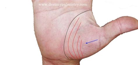 Venus Mount Lines Palmistry Survey - Destiny Palmistry